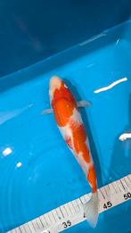 Kohaku 31 cm Tosai Marusei, Dieren en Toebehoren, Vissen | Vijvervissen, Karper of Koi