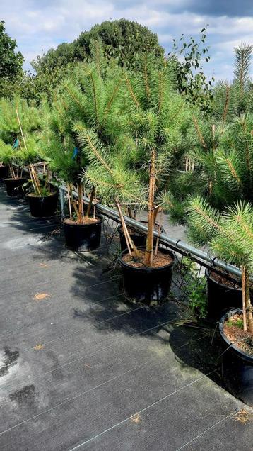 Pinus sylvestris ❗️🌱Meerstam️🌱❗️ beschikbaar voor biedingen