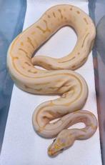 Dame Candy Leopard Bumblebee 100% het. Pied, 2023, Dieren en Toebehoren, Reptielen en Amfibieën, Slang
