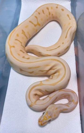 Dame Candy Leopard Bumblebee 100% het. Pied, 2023 beschikbaar voor biedingen