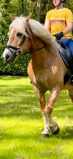Super lieve mooie haflinger merrie️️, Dieren en Toebehoren, Merrie, Met stamboom, Minder dan 160 cm, 11 jaar of ouder