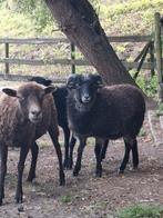 Ouessant ram van dit voorjaar gratis, Mannelijk, Schaap