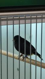 Zwarte sijzen koppel 2024 dna, Dieren en Toebehoren, Meerdere dieren, Tropenvogel, Geringd