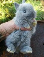 Lieve jonge konijntjes., Dieren en Toebehoren, Konijnen, Meerdere dieren, Dwerg, Hangoor