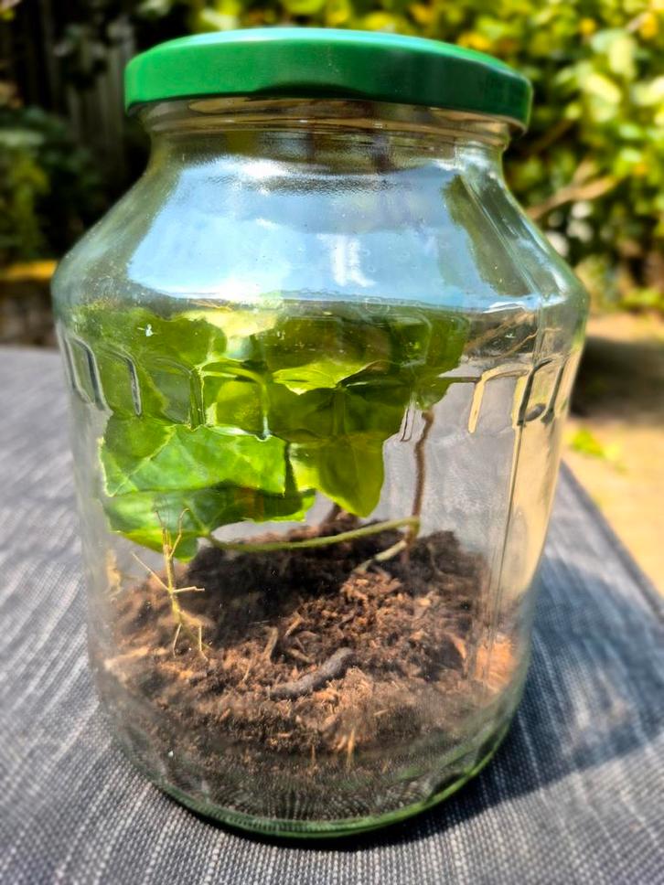 Wandelende Takken 5 stuks, Dieren en Toebehoren, Insecten en Spinnen, Wandelende tak