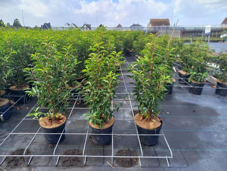 Portugese laurier voor hagen 70cm €5,95 ook bollen, Tuin en Terras, Planten | Struiken en Hagen, Laurier, Minder dan 100 cm, Ophalen