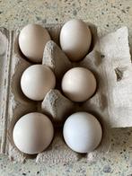 Broedeieren van de cochin kriel, Dieren en Toebehoren, Pluimvee, Geslacht onbekend, Kip