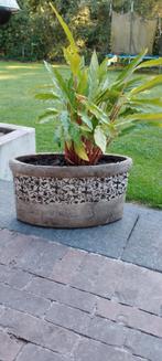 Bloempot incl Calathea, Ophalen, Gebruikt, Rond, Minder dan 25 cm