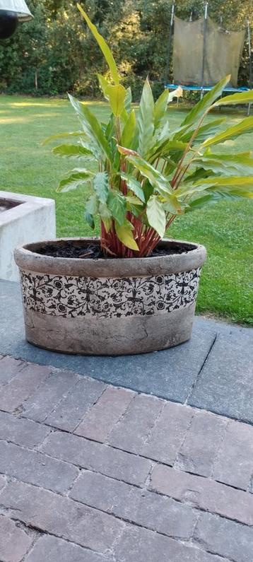 Bloempot incl Calathea  beschikbaar voor biedingen