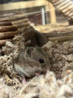 Chinese dwerghamster | Goed tam te maken | Jonge hamsters, Dieren en Toebehoren, Hamster, November, Meerdere dieren, Tam