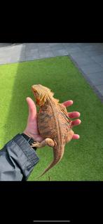 3 Baardagamen, Dieren en Toebehoren, Hagedis, 0 tot 2 jaar