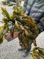 Koningsdag open ! Zuurstofplanten/vijverplanten specialist, Nieuw, Overige typen, Ophalen