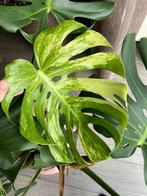 Monstera Variegata, Ophalen, Halfschaduw, Minder dan 100 cm