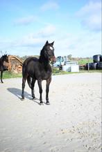 Prachtig mooie draver merrie zoekt nieuw huis, Dieren en Toebehoren, Merrie