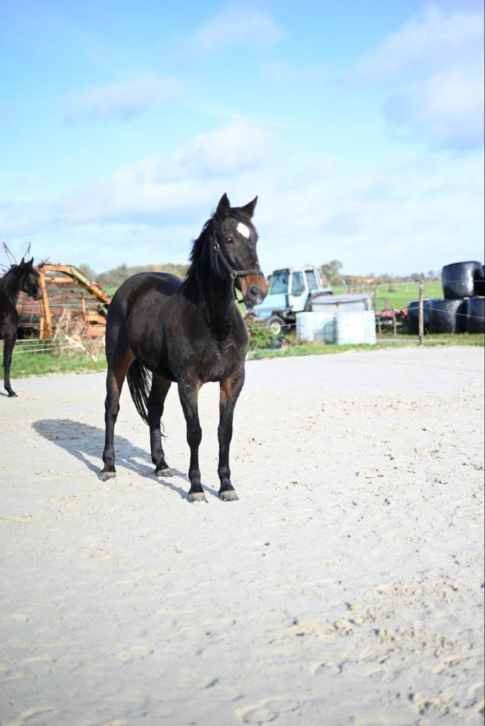 Prachtig mooie draver merrie zoekt nieuw huis, Dieren en Toebehoren, Paarden, Merrie