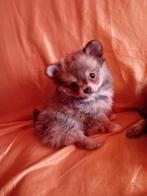 🩷🩵Schattige Pomchi pups moeder chihuahua  vader pomeriaan, Dieren en Toebehoren, Rabiës (hondsdolheid), 8 tot 15 weken, Meerdere
