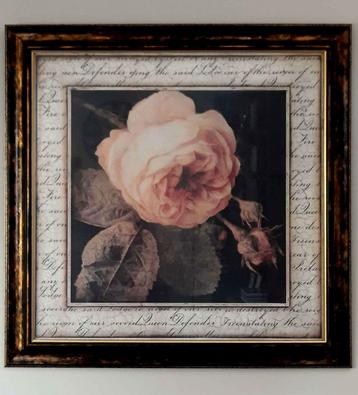 Wanddecoratie - afbeelding roos - 82 x 82 cm beschikbaar voor biedingen