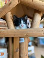 Speelse en aanhankelijke kittens, Dieren en Toebehoren, Katten en Kittens | Overige Katten, Meerdere dieren, Kortharig, 0 tot 2 jaar
