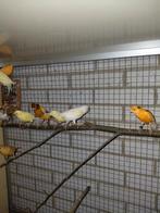 mooie kanarie,s te koop, Meerdere dieren