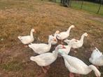 7 Boeren ganzen aangeboden, Dieren en Toebehoren, Pluimvee, Meerdere dieren, Gans of Zwaan