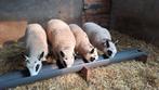 Kerry Hill rammen en ooi te koop, Dieren en Toebehoren, Schapen, Geiten en Varkens, Meerdere dieren, Schaap