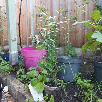  Granaatappel planten - 3 stuks ,elke stuk 5 euro beschikbaar voor biedingen