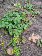 Sieraardbei, Tuin en Terras, Planten | Tuinplanten, Ophalen, Bodembedekkers, Vaste plant, Halfschaduw