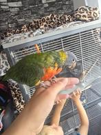 Lori papegaai tam + kooi, Dieren en Toebehoren, Vogels | Parkieten en Papegaaien, Vrouwelijk, Papegaai, Tam