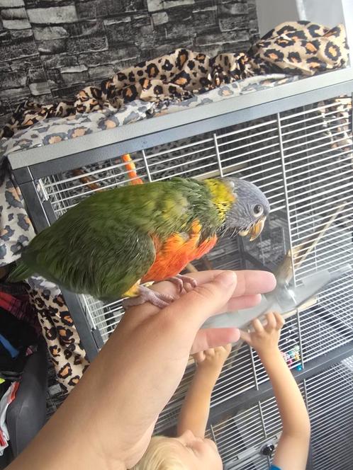 Lori papegaai tam + kooi, Dieren en Toebehoren, Vogels | Parkieten en Papegaaien, Papegaai, Vrouwelijk, Tam