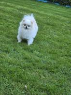 Stamboom pomeriaan/pomeranian/dwergkees teefje, Dieren en Toebehoren, Rabiës (hondsdolheid), Overige rassen, Teef, Meerdere