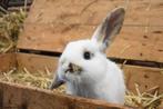 Gecastreerde konijnen | Lieve, jonge hangoordwerg konijnen!, Meerdere dieren, Dwerg, 0 tot 2 jaar