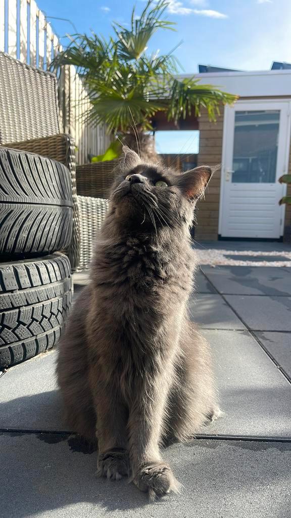 Maine Coon kittens, Dieren en Toebehoren, Katten en Kittens | Raskatten | Langhaar, Meerdere dieren, Gechipt