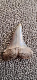 Fossiele haaientand Isurus Escheri - Mill/Langenboom, Ophalen of Verzenden, Fossiel