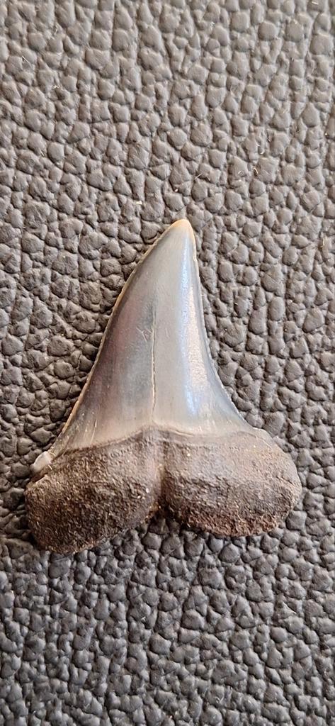 Fossiele haaientand Isurus Escheri - Mill/Langenboom, Verzamelen, Mineralen en Fossielen, Fossiel, Ophalen of Verzenden