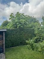 Tuinman omgeving Nieuw-Haamstede, Ophalen, Zomer, Volle zon, Overige soorten