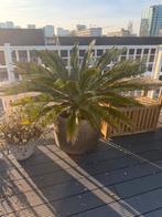 cycas revoluta, Volle zon, Vaste plant, Bloeit niet, Ophalen