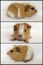 Crème-wit bont gladhaar zeugje, Cavia, Vrouwelijk, Tam, Oktober
