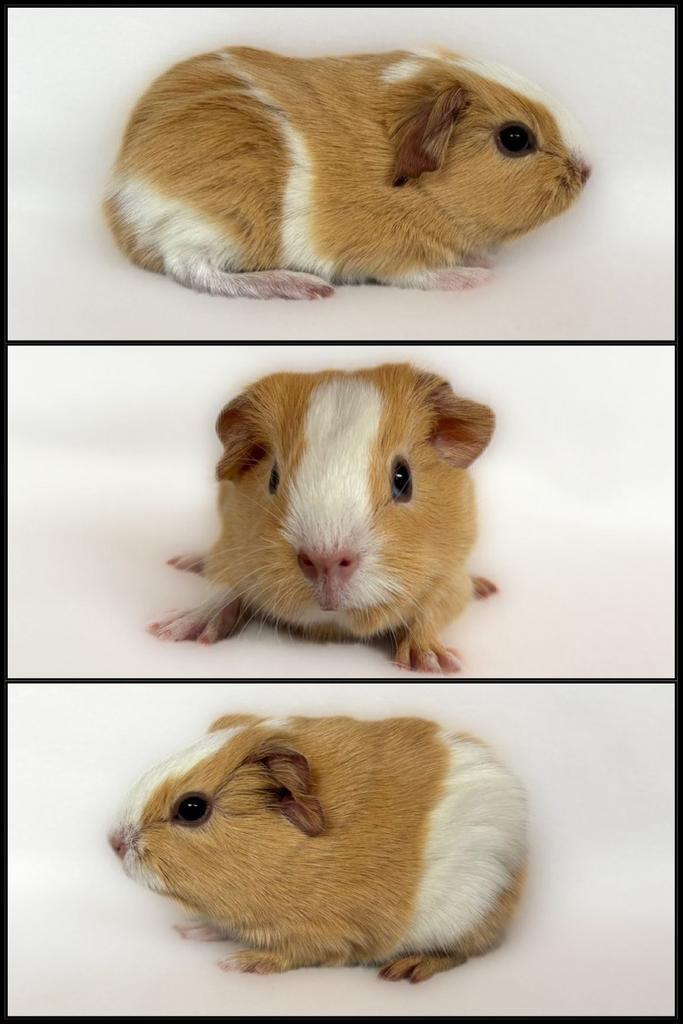 Crème-wit bont gladhaar zeugje, Dieren en Toebehoren, Knaagdieren, Vrouwelijk, Cavia, Oktober, Tam