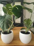 2 planten met pot., Ophalen, Overige soorten, Minder dan 100 cm