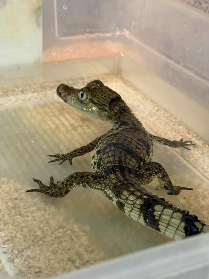 Grote keuze aan hagedissen, Dieren en Toebehoren, Reptielen en Amfibieën