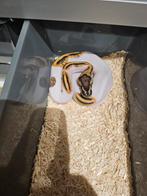 Python Regius, Dieren en Toebehoren, Reptielen en Amfibieën, Slang, Tam, 0 tot 2 jaar