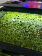 Aquariumplant Salvinia minima drijfplant, Dieren en Toebehoren, Ophalen, Nieuw, Plant(en), Steen of Hout