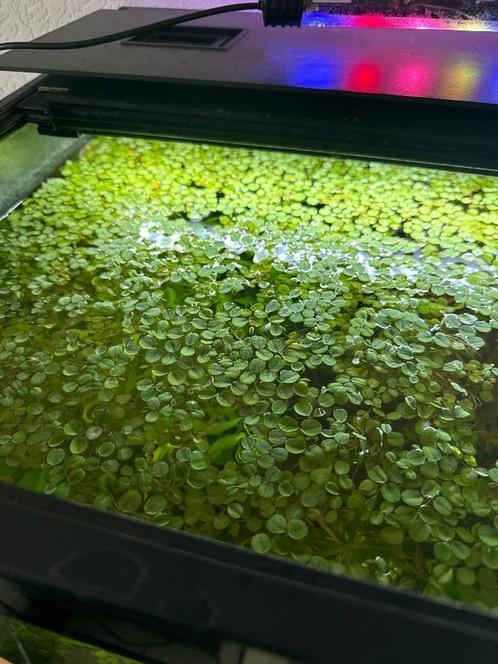 Aquariumplant Salvinia minima drijfplant, Dieren en Toebehoren, Vissen | Aquaria en Toebehoren, Nieuw, Plant(en), Steen of Hout