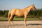 Goude pony, Dieren en Toebehoren, Pony's, Zadelmak, 3 tot 6 jaar, Gechipt, Recreatiepony
