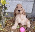 Engelse cocker spaniel pup, Dieren en Toebehoren, Honden | Retrievers, Spaniëls en Waterhonden, België, Rabiës (hondsdolheid)