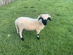 Wallisser schaap ram, Dieren en Toebehoren, Schaap, Mannelijk, 0 tot 2 jaar