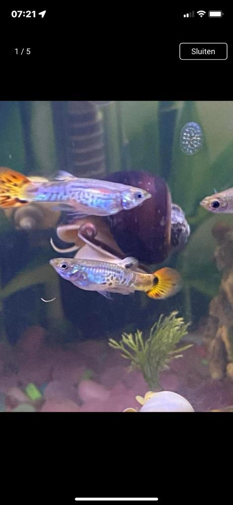 Jonge guppen liefst per tiental af te halen, Dieren en Toebehoren, Vissen | Aquariumvissen, Zoetwatervis, Vis, Schoolvis