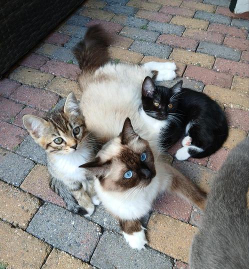 Ragdoll / Europeese korthaar kittens, Dieren en Toebehoren, Katten en Kittens | Overige Katten, Kortharig, Meerdere dieren, 0 tot 2 jaar