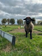 Suffolk stamboek ram, Dieren en Toebehoren, Schapen, Geiten en Varkens, Mannelijk, Schaap