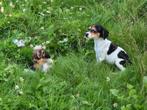Boerenfox Boerenfoxpup boerenfoxpuppie, Dieren en Toebehoren, Honden | Niet-rashonden, Rabiës (hondsdolheid), 8 tot 15 weken, Meerdere